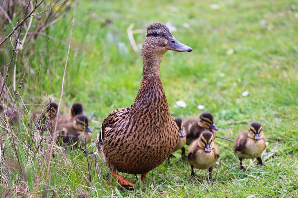 duck, ducklings, mallard