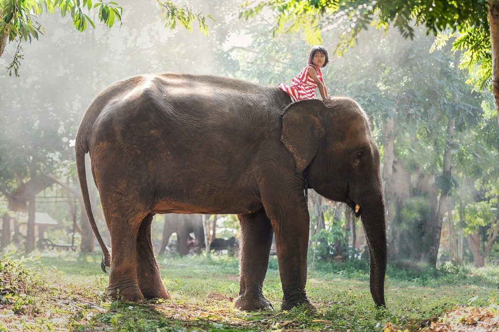 kids, africa, animals